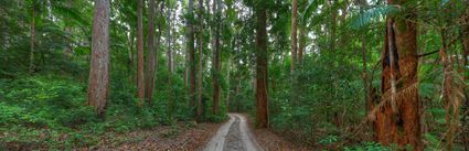 4WD Track - Fraser Island - QLD (PB5D 00 051A1866)